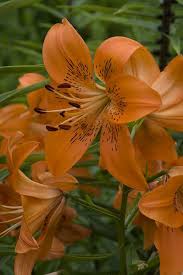 Attēlu rezultāti vaicājumam “Lilium lancifolium”