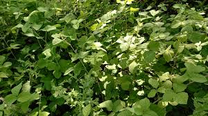 Attēlu rezultāti vaicājumam “Rubus caesius”