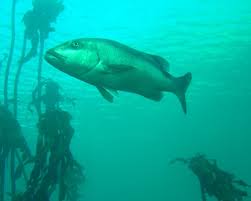 Image result for Petrus rupestris