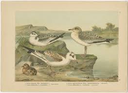 Attēlu rezultāti vaicājumam “Larus minutus”