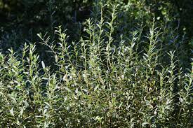 Attēlu rezultāti vaicājumam “Salix rosmarinifolia”