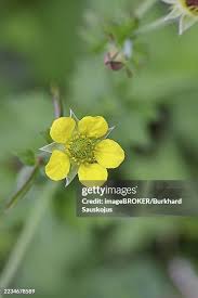Image result for Geum urbanum