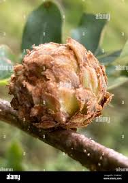 Attēlu rezultāti vaicājumam “Andricus foecundatrix”