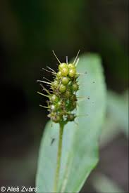 Attēlu rezultāti vaicājumam “Lysimachia thyrsiflora bud”