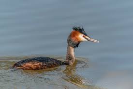 Attēlu rezultāti vaicājumam “Podiceps cristatus”