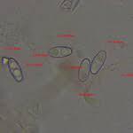 Attēlu rezultāti vaicājumam “Otidea bufonia”