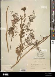 Attēlu rezultāti vaicājumam “Selinum carvifolia”