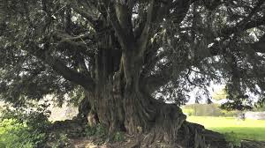 Attēlu rezultāti vaicājumam “Taxus baccata”