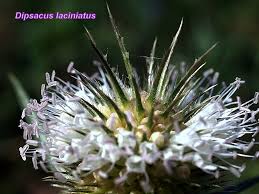 Image result for Dipsacus laciniatus