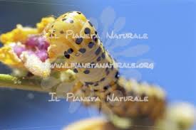 Attēlu rezultāti vaicājumam “Cucullia verbasci”