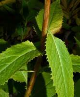 Attēlu rezultāti vaicājumam “Saussurea esthonica”