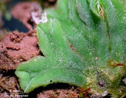 Attēlu rezultāti vaicājumam “Riccia sorocarpa”