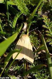 Attēlu rezultāti vaicājumam “Mythimna impura”