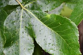 Attēlu rezultāti vaicājumam “Carya ovata leaf”