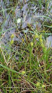 Attēlu rezultāti vaicājumam “Carex lepidocarpa fruit”