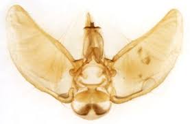 Attēlu rezultāti vaicājumam “Eupithecia subumbrata”