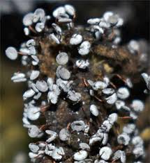 Attēlu rezultāti vaicājumam “Physarum pezizoideum macro”