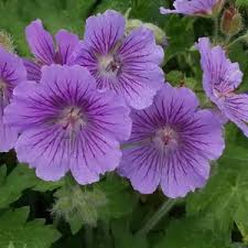 Attēlu rezultāti vaicājumam “Geranium bohemicum”