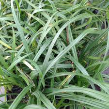 Attēlu rezultāti vaicājumam “Carex pilosa”