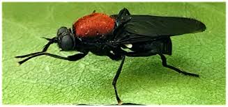 Attēlu rezultāti vaicājumam “Clitellaria ephippium”