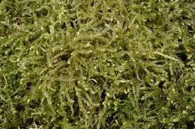 Attēlu rezultāti vaicājumam “Eurhynchium angustirete”