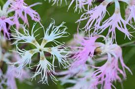 Image result for Dianthus