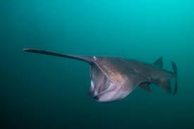 Image result for Polyodon spathula