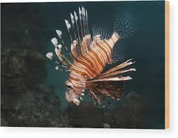 Image result for Pterois miles