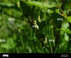 Attēlu rezultāti vaicājumam “Carex capillaris”