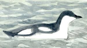 Image result for Brachyramphus perdix