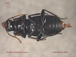 Attēlu rezultāti vaicājumam “Pterostichus sp.”