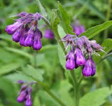 Image result for Symphytum officinale