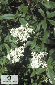 Attēlu rezultāti vaicājumam “Ligustrum vulgare”