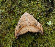 Attēlu rezultāti vaicājumam “Drepana falcataria”