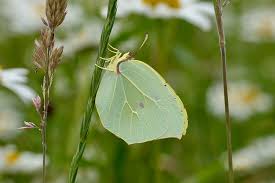 Attēlu rezultāti vaicājumam “Gonepteryx rhamni upperside”