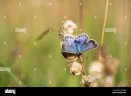 Attēlu rezultāti vaicājumam “Plebejus idas underside”