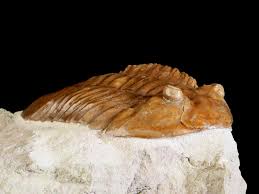 Attēlu rezultāti vaicājumam “Laccognathus panderi”