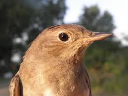 Image result for Luscinia luscinia