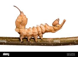 Attēlu rezultāti vaicājumam “Stauropus fagi larva”