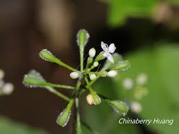 Attēlu rezultāti vaicājumam “Circaea alpina flower”