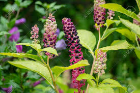 Attēlu rezultāti vaicājumam “Phytolacca acinosa fruit”