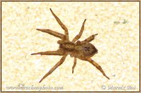 Attēlu rezultāti vaicājumam “Anyphaena accentuata”