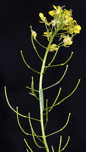 Attēlu rezultāti vaicājumam “Sisymbrium loeselii flower”