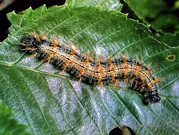 Attēlu rezultāti vaicājumam “Nymphalis polychloros”