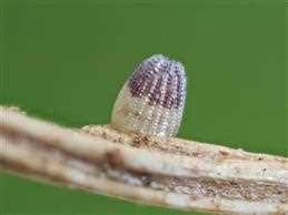 Attēlu rezultāti vaicājumam “Argynnis aglaja underside”