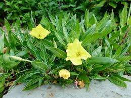 Image result for Nachtkerze