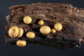 Attēlu rezultāti vaicājumam “Lycogala irregulare macro”