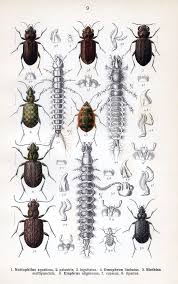 Attēlu rezultāti vaicājumam “Notiophilus palustris”