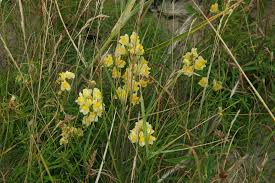 Attēlu rezultāti vaicājumam “Linaria loeselii”
