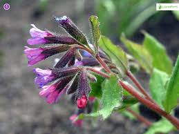 Attēlu rezultāti vaicājumam “Pulmonaria obscura leaf”